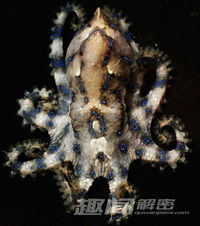 骇人听闻！盘点世界上最毒的动物