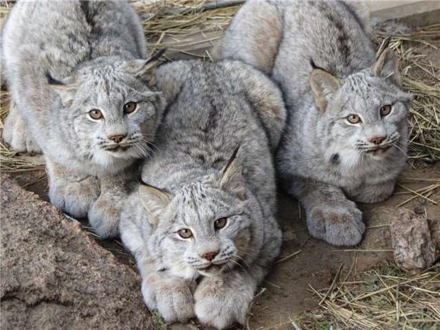 可爱小猫脚掌越长越大！巨大的猫爪大的吓人