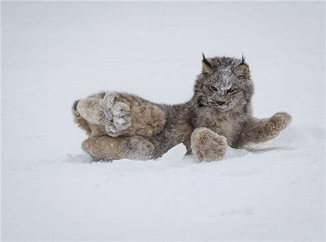 可爱小猫脚掌越长越大！巨大的猫爪大的吓人