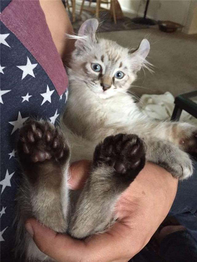 可爱小猫脚掌越长越大！巨大的猫爪大的吓人