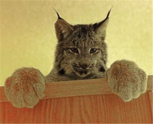 可爱小猫脚掌越长越大！巨大的猫爪大的吓人