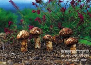 世界上现存的十种天价食物 第一竟然是它