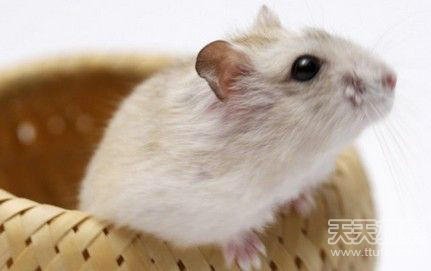 匪夷所思的真相：唐僧徒弟与公主生娃