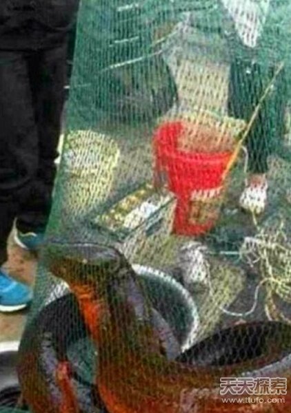 河里钓上个似蛇非蛇怪家伙 吓得不敢用手抓