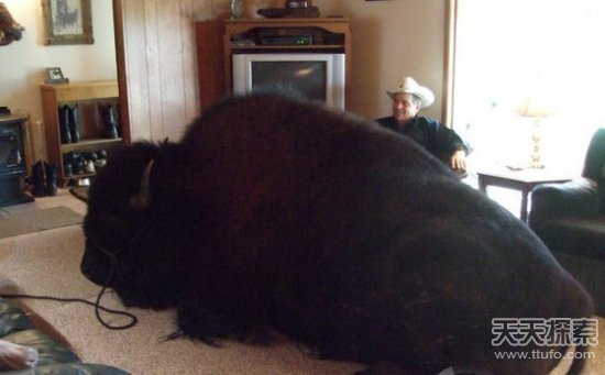 国外牛人养1651斤重宠物 还经常带其坐车玩耍