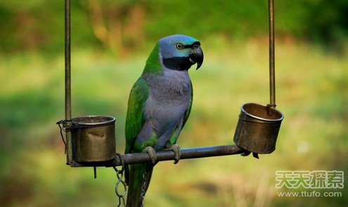 怎么教鹦鹉说话简单 c03fd5535e9c18b0aead14.jpg