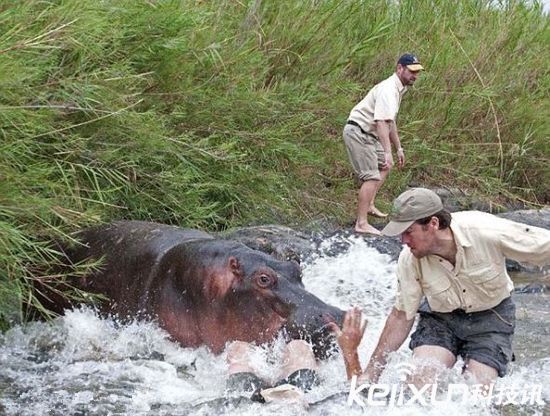 全球动物恐怖袭击游客的瞬间 太可怕了!
