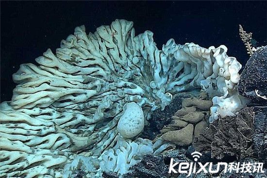 巨型海绵动物惊现夏威夷海岸 年龄逾千岁