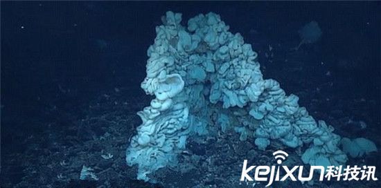 巨型海绵动物惊现夏威夷海岸 年龄逾千岁