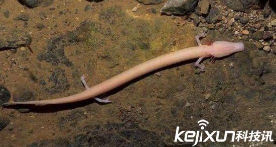 世界寿命最长古怪生物：蝾螈似龙存活100多年