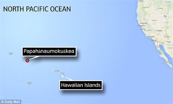 年龄超1000岁，巨型海绵动物惊现夏威夷海岸