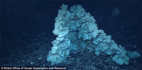 年龄超1000岁，巨型海绵动物惊现夏威夷海岸