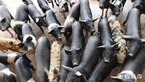 她放弃工作到乡下跟50头猪同居 过简单美好的