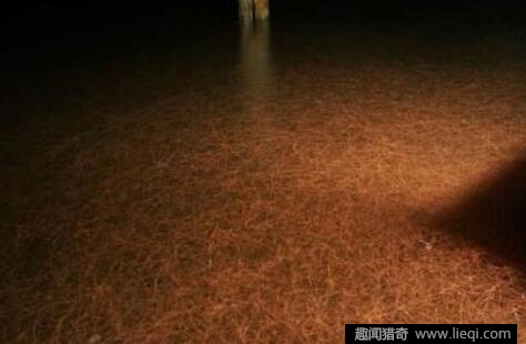晚上的恐怖生物 b8ac6f4096fc18bb18e93c.jpg
