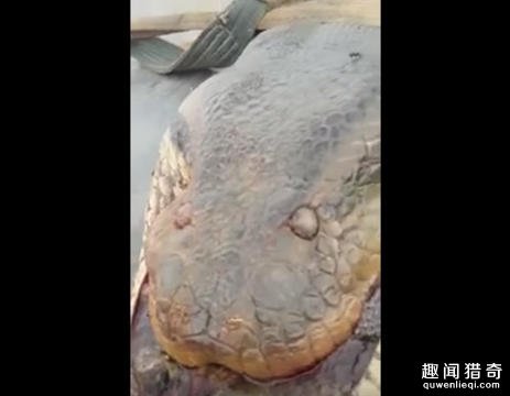  水库炸出1吨巨蟒  不是说好动物不成精的吗(1)_