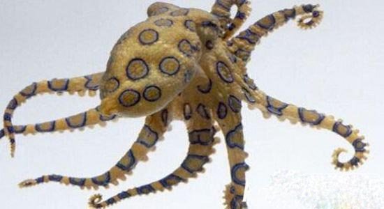 十大恐怖动物杀手：蓝环章鱼——毒液“后劲十足”