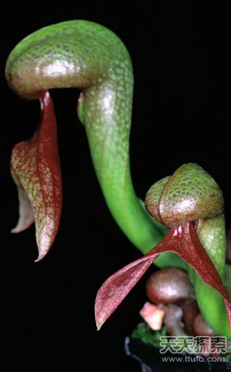 3,眼镜蛇瓶子草(darlingtonia californica) 眼镜蛇瓶子草,又名加州