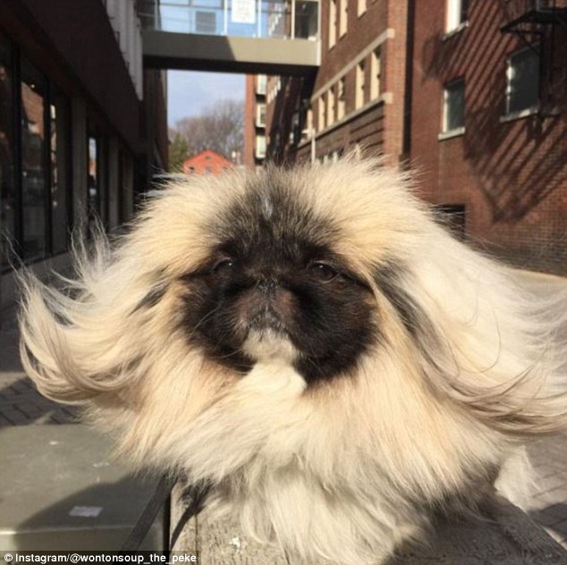 呆萌!美长毛京巴犬飘逸秀发爆红网络(1)_创新