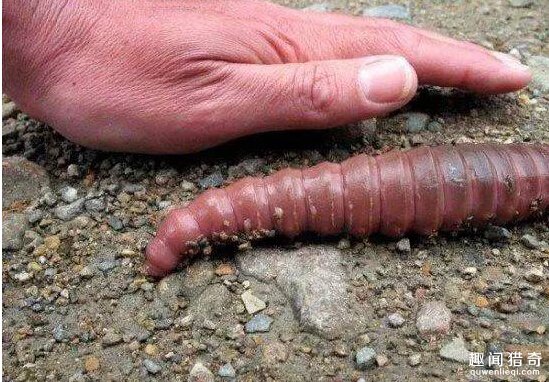 一条蚯蚓竟然3米长,大小就像蛇