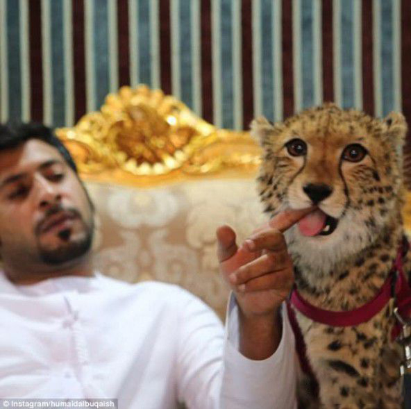 阿联酋土豪开启炫富新高度 宠物都是狮子老虎