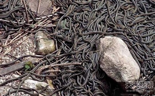 男子维修管道:这一幕让人头皮发麻