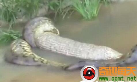 实拍5米巨蟒惊悚生产过程 下体喷出2米蛇崽
