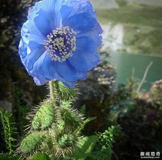 太罕见了！这样的花你可能一辈子都没见过