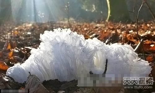 谜底揭晓：发现罕见“发丝冰”的形成原因