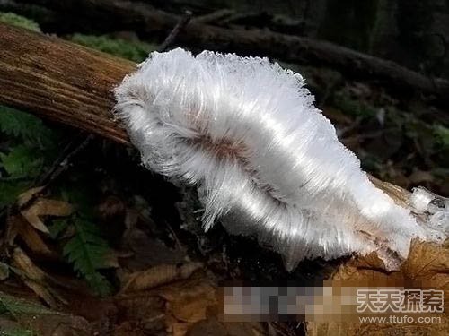 谜底揭晓：发现罕见“发丝冰”的形成原因