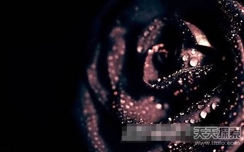 稀有品种：探索世界上极其少有的黑色玫瑰