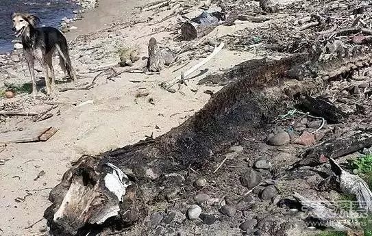 男子海边发现诡异生物：走近后发大财了！