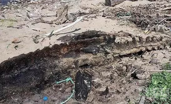 男子海边发现诡异生物：走近后发大财了！