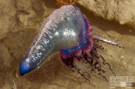 女孩海边发现彩色塑料袋 刚捞起便被紧急拉回