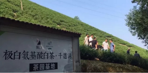 极白安吉白茶园保障品质,如何实现土壤改良?