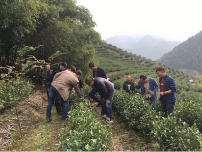 极白安吉白茶园保障品质,如何实现土壤改良?