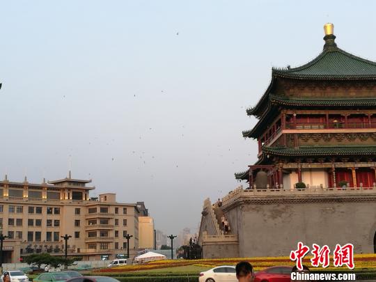 西安600岁明钟楼现“百燕归巢”景象