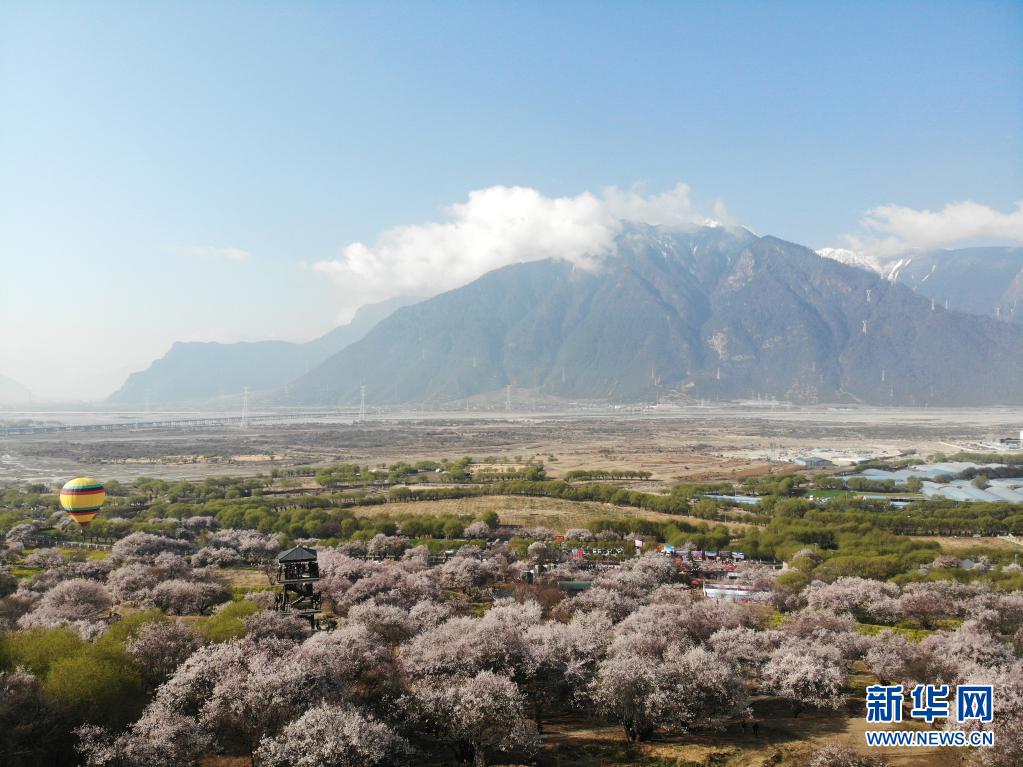 西藏林芝桃花开