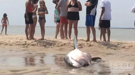 游客玩耍发现一条鲨鱼：结果让人不可思议