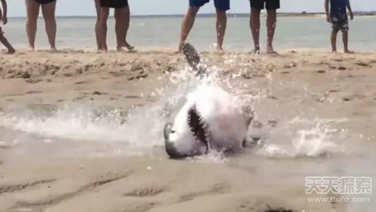 游客玩耍发现一条鲨鱼：结果让人不可思议