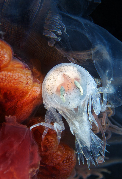 软体生物hyperia galba看起来像是外星人."