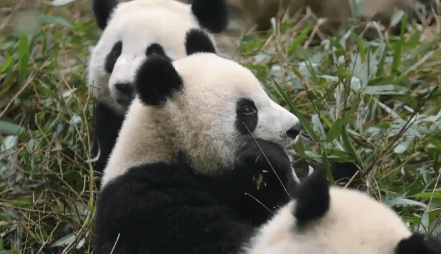 我 是 四（sǐ）川（cuān）人（ren）