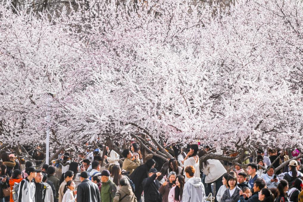 【网络中国节】“Plus版”清明假期 解锁文旅新体验 【网络中国节】“Plus版”清明假期 解锁文旅新体验