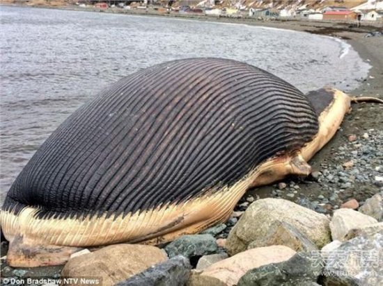 头部如气球的鲸鱼此前,加拿大官方已要求小镇尽快清理该蓝鲸尸体.