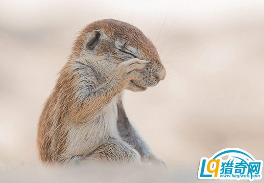 走开啊 不要烦我:松鼠赶走苍蝇时表情可爱