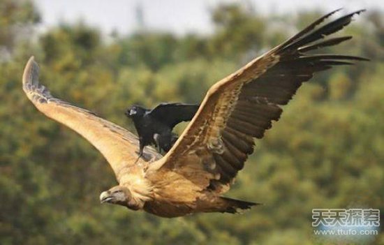 没想到不只是人,连乌鸦也这么懒