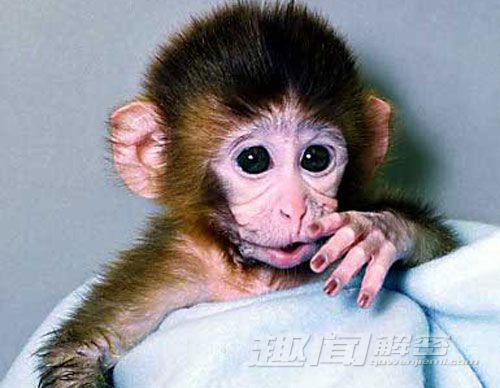 盤點全球最成功的20大克隆動物