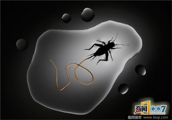 被寄生虫变成僵尸的昆虫:"吸脑者"钻出寄主身体