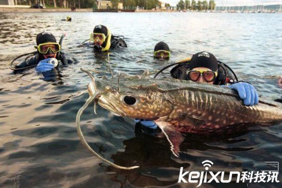 世界上最可怕的淡水动物 食人鱼上演自相残杀