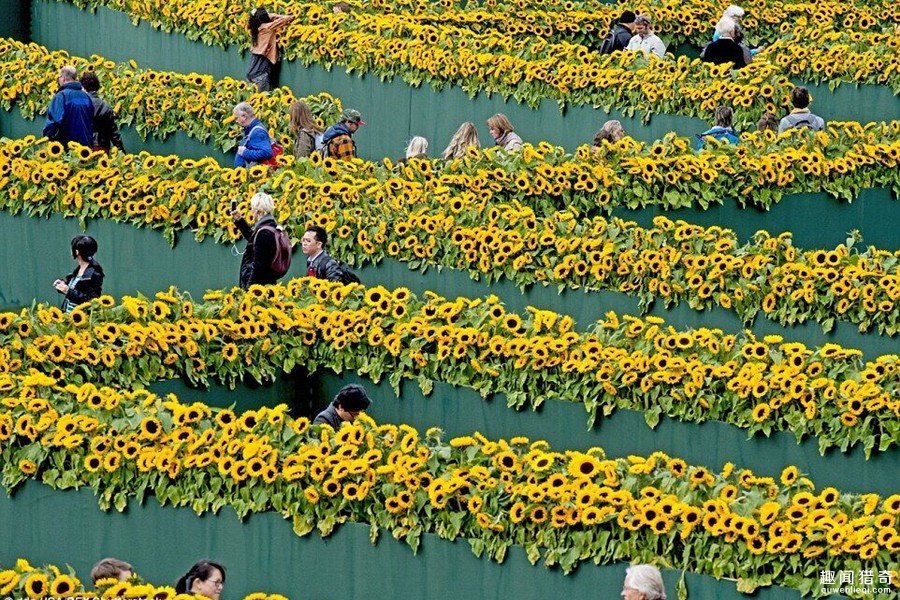 为了庆祝这个博物馆开业,入口处摆放了12.5万盆向日葵组成迷宫.
