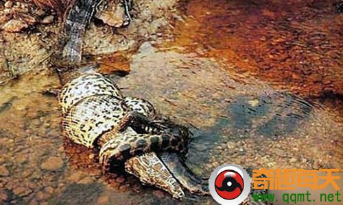 蟒蛇大战巨鳄 实战记录让人心惊肉跳